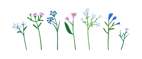 Poster - Field flowers set. Spring floral stems, herbal branches, meadow blooms and leaf. Botanical natural design elements. Gentle fragile wildflowers. Flat vector illustration isolated on white background