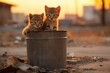 two stray kittens near garbage can looking for food heartbreaking sad image. Problem of feral animals, feline sterilization.	