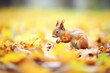 squirrel foraging among autumn leaves