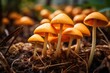 Closeup of saffron milk cap mushroom in nature.
