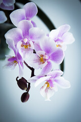 Wall Mural - White and purple toy orchid flowers