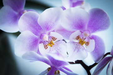 Poster - White and purple toy orchid flowers