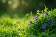 Wild violets peek through lush grass