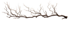 A Tree Branch With No Leaves