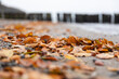 Küste der Ostsee mit Strand, Buhnen und bunt gefärbten Blättern in Nahaufnahme 