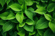 Padrão folhas verdes com detalhes - Macro