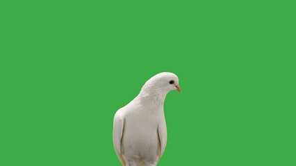 Poster - portrait of a white dove on a green screen