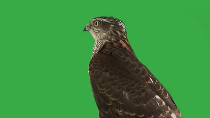 Wall Mural - Hawk on a green screen, slow motion