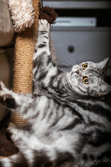 Wall Mural - Cute gray silver tabby british shorthair cat with big yellow eyes lays on carpet on floor and plays with scratch pole