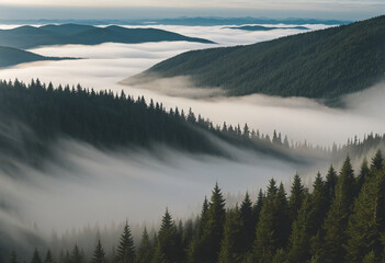 Wall Mural - Majestic Fir Forest and Misty Mountain Landscape