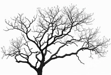 Silhouette Dead Tree And Branch Isolated On White Background. Black Branches Of Tree Backdrop. Nature Texture Background. Tree Branch For Graphic Design And Decoration. Art On Black And White Scene.