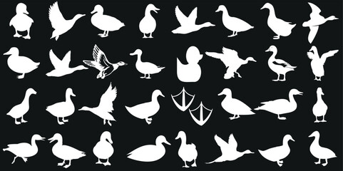 Wall Mural - Duck silhouettes, duck vector, white on black. Ideal for logos, decals, prints. High-quality illustration of wildlife. Various poses: flying, standing, swimming, walking
