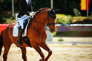 Horse, dressage horse, dressage with rider at a tournament in the test close-up from the front.