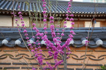 Wall Mural - Chinese redbud blossoms in Jeonju, Korea