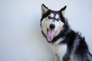 Portrait of cute husky dog