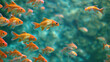School of goldfish swimming in clear blue water.