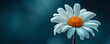 Macro photo and portrait of a single Daisy flower, ai technology