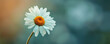 Macro photo and portrait of a single Daisy flower, ai technology