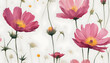 Beautiful cosmos flowers isolate