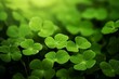 Golden light illuminates green clover leaves on St. Patrick's Day, showing a closeup macro view with shallow depth of field. Generative AI