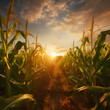 Photo of a corn field at sunset or sunrise. Corn as a dish of thanksgiving for the harvest.