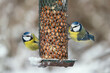 Two cute blue tit birds sitting on a bird feeder with peanuts in winter with snow