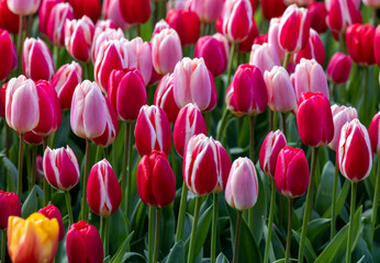 Canvas Print - red and pink tulips blooming in a garden