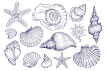 A Collection Of Sea Shells And Starfishs. Perfect For Beach-themed Decorations And Crafts