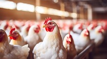 Chicken Farm. Egg-laying Chicken In Battery Cages. Commercial Hens Poultry Farming. Layer Hens Livestock Farm. Intensive Poultry Farming In Close Systems. Egg Production. Chicken Feed For Laying Hens.