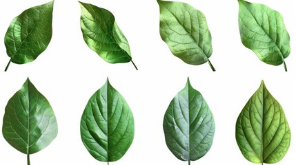 Poster - A collection of green leaves on a white background. Can be used as a backdrop or for nature-related designs