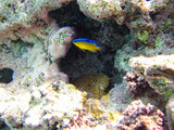 Fototapeta Do akwarium - Fabulously beautiful inhabitants of the coral reef of the Red Sea