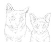 Cat pet portrait black and white pencil drawing