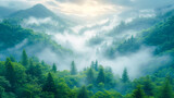 Fototapeta Las - A lush, green forest with tall trees and ferns growing beneath a misty sunrise.