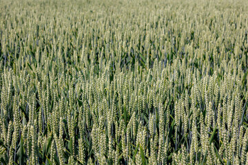 Wall Mural - Selective focus of rye grain on the field, Texture of young ears of green wheat in the farmland in spring, Agriculture industry in countryside, Nature background.