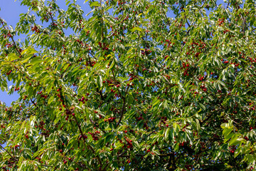 Wall Mural - The fresh shine red cherries about to ripe on the tree at orchard, Selective focus of prunus avium, Sweet cherry is ready to harvest or picking late spring or early summer, Health benefits of berries.