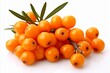Ripe sea buckthorn berries on white background, deep depth of field, food photography.