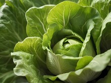 The Top View Close Up Detail Of Fresh Green Cabbage. Generative AI