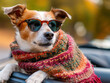 © Comofoto - dog in a convertible with sunglasses and scarf