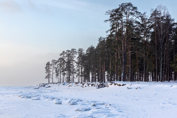 Wall Mural - pine trees grow on the coast of baltic sea, winter landscape