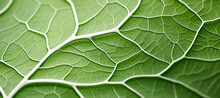 Macro View: Bright Green Leaves Reveal Intricate Patterns, Showcasing The Beauty Of Nature's Organic Design.