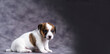 Cute little Jack Russell terrier puppy looking at an empty space. Place for text.