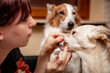 Woman cleaning and brushing teeth of a cute dog at home, tartar and periodentitis prevention