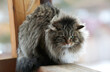 disheveled fluffy cat sitting on the railing with green eyes