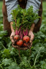 Wall Mural - Hand of farmer holding beetroot at farm