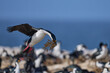 Imperial Shag (Phalacrocorax atriceps albiventer) landing with vegetation to be used as nesting material on Sea Lion Island in the Falkland Islands