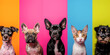Colorful Pet Parade - A Vibrant Lineup of Dogs and a Cat Against Multicolored Backdrop