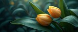 Fototapeta Tulipany - Yellow Tulip Buds Fresh Green Leaves, Background Design Images