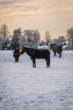 Fototapeta  - Happy herd of horses with blankets in the snow during winter