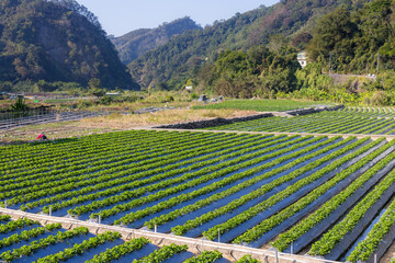 Canvas Print - Strawberry field in Taiwan miaoli