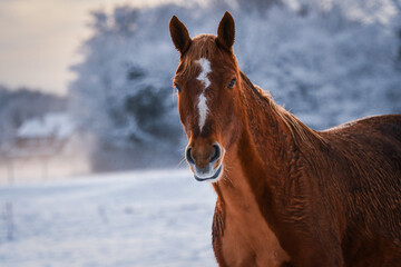 Wall Mural - Chestnut coloured Freiberger horse with white marking and clipped chest in the snow looking curious